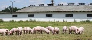 live pigs farming