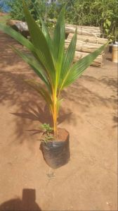 Coconut Plants