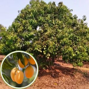 Hapus Mango Plants