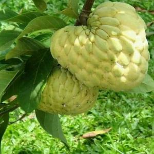 Hydrabadi Custard Apple Plants