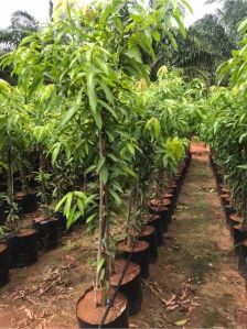 Kesar Mango Plants