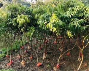 Litchi Plants