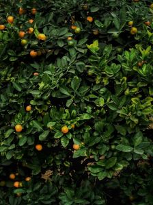 Orange Plants