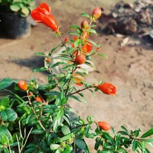 Pomegranate Plants