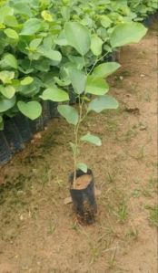 Red Sandalwood Plants