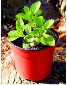 Tulsi Plants