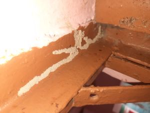 termite control services