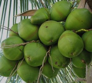 Green Tender Coconut