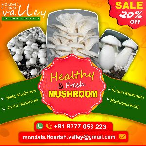 Fresh Oyster Mushroom