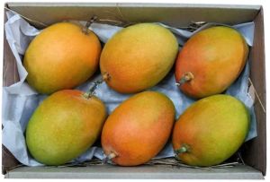 Fresh Alphonso Mangoes