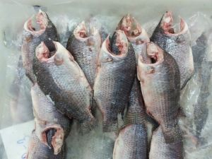 Moon cut Tilapia fish