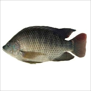 Tilapia Fish