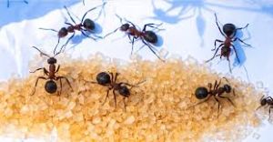 Ants Control Services