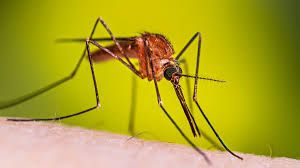 Mosquito Control Services