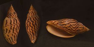 harpulina loroisi shell