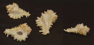 HOMALOCANTHA DIGITATA SEA SHELLS ( 33.67 to 38.09 mm ) PACK OF 5 PIECES