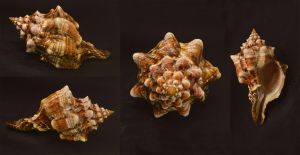 Pleuroploca clava seashell