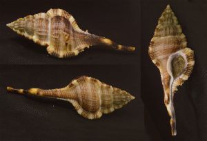 Vokesimurex malabaricus seashell