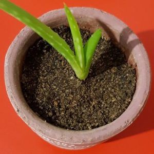 Red Aloevera Baby Plant