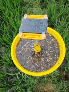 solar light trap