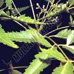 Neem Powder