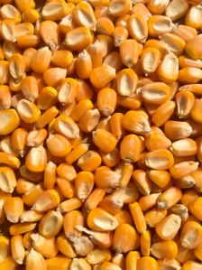 A-Grade Maize