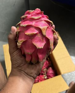 Red Dragon Fruit