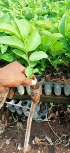 Taiwan Pink Guava Plants