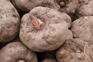 Natural Elephant Yam