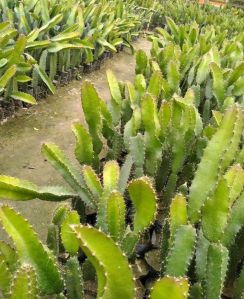 Dragon Fruit Plants