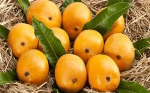 Fresh Fruit Alphonso Mango