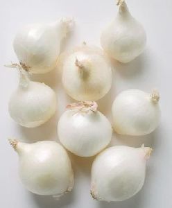 Small Size White Onion