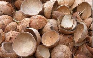 Coconut Shell