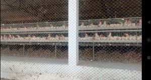 Chicken Manure