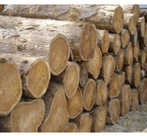 Natural Tamarind Wood Logs