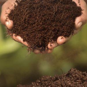 Low EC Compost Coco Peat Powder