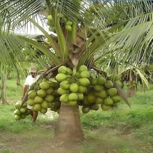 Coconut Plants