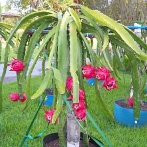 Dragon Fruit Plants