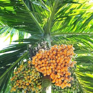 Hybrid Areca Nut Plants