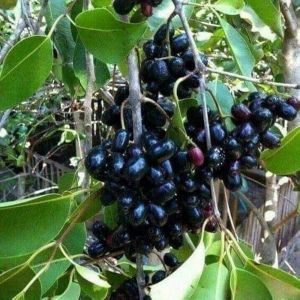 Jamun Plants