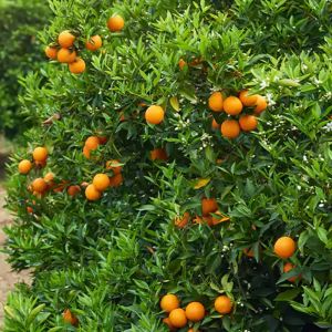 Orange Plants