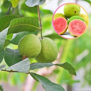 Pink Guava Plants