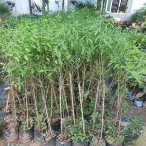 White Sandalwood Plants