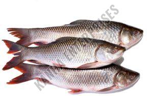 Fresh Whole Cleaned Rohu Fish