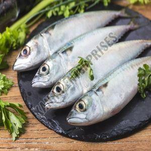 Fresh Whole Mackerel Fish