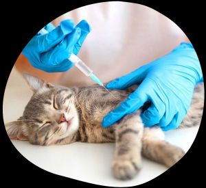 PET Vaccination Service