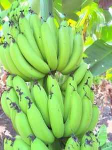 Fresh Green Banana