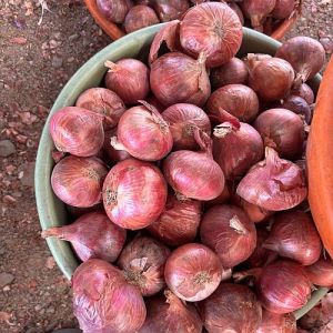 a Grade Fresh Pink Onion