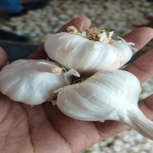 A Grade Fresh White Garlic