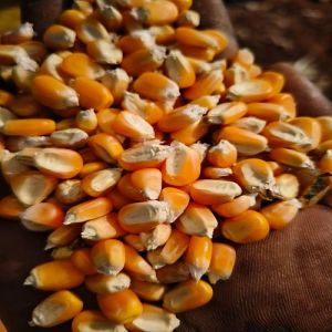 Dried Yellow Maize Seeds
